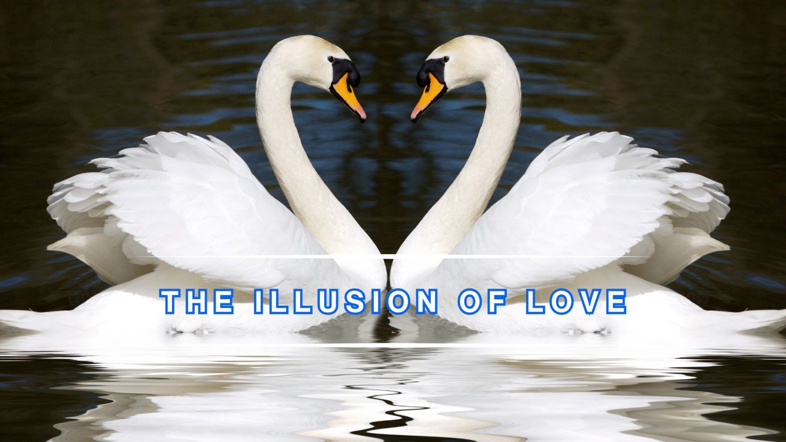 Two white swans facing each other on calm water, their necks forming a heart shape, reflecting the theme of romantic love and illusion.