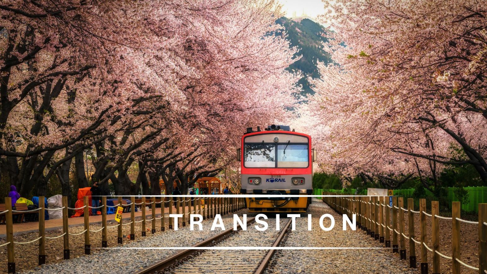 Red train moving along tracks beneath blooming cherry blossom trees, symbolizing transition and movement between life stages.