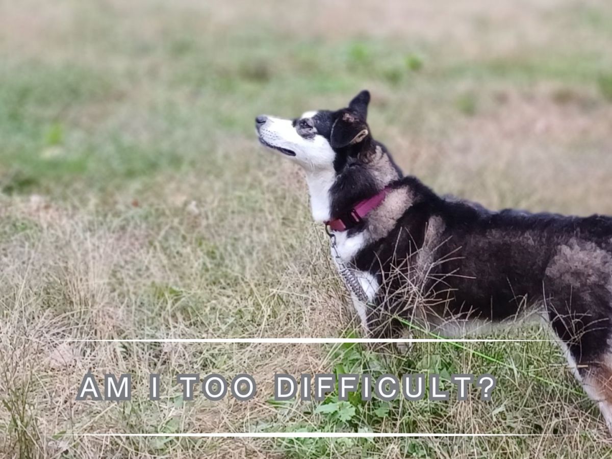 Am I Too&nbsp;Difficult?